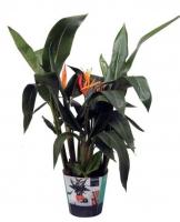 Геликония Кюрасао