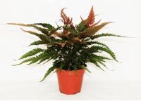 Птерис триколор