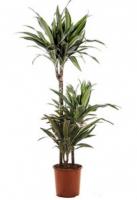 Драцена фрагранс Варнески (3 ствола)