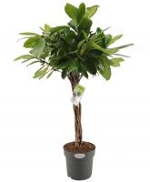 Фикус циатистипула переплетенный