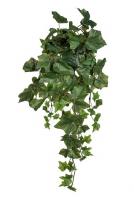 Плющ английский