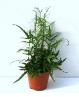 Птерис мечевидный