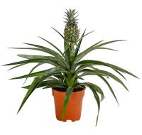 Ананас Корона