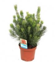 Аденантос Серицеус