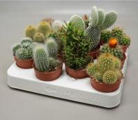 Кактус микс