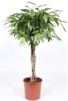 Фикус биннедика Амстел Кинг переплетенный