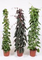 Циссус микс пирамида