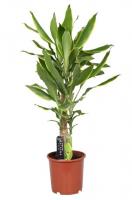 Драцена фрагранс Голден Кост (2 ствола)