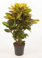 Кротон (Кодиеум) Петра Бранч