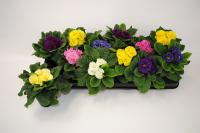 Примула акаулис махровая микс 