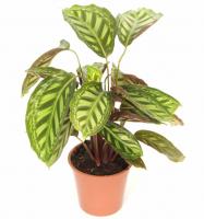 Калатея Флейм Стар