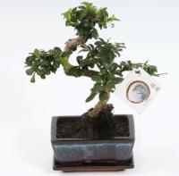 Кармона Бонсай