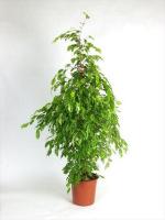 Фикус Бенджамина Голден Моник