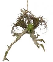 Тилландсия на коряге подвесная