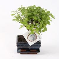 Сагереция чайная Бонсай