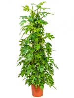 Монстера  Минима на решетке