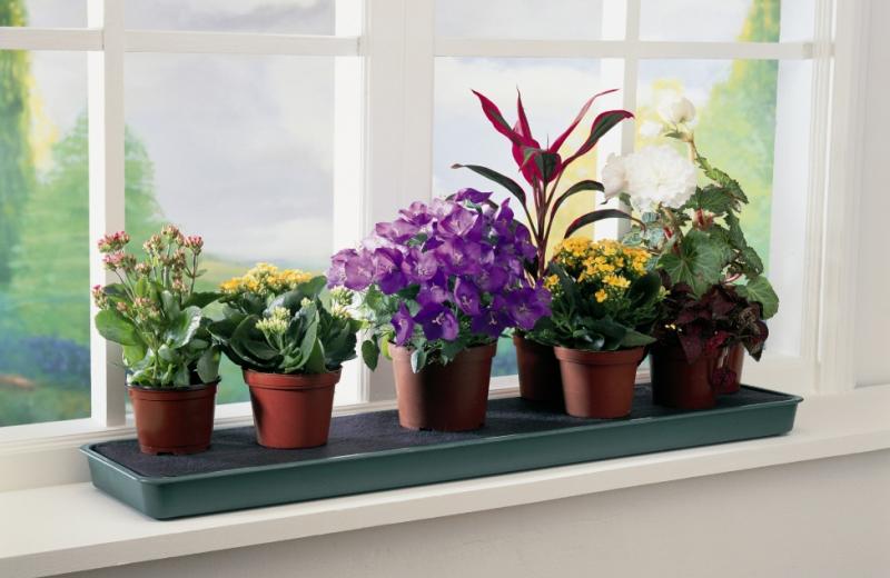 Подготовка красивоцветущих растений к зимнему цветению