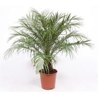 Финик Робелини