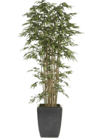 Бамбук в кашпо