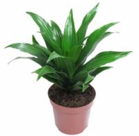 Драцена фрагранс Компакта 