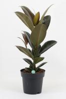 Фикус Эластика Мелани