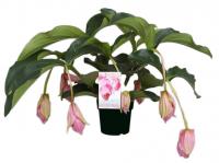 Мединилла Магнифика