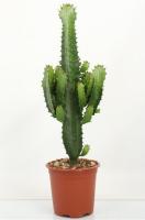 Молочай ингенс (Эуфорбия)