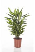 Драцена фрагранс Чинто разветвленная