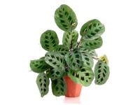 Маранта Керховена