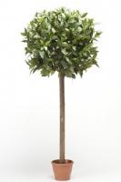 Лавр на штамбе в кашпо 