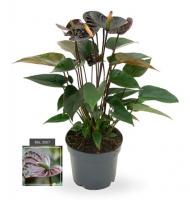 Антуриум Андре Блэк черный