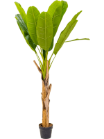 Банан (муса) в кашпо