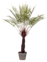 Папоротник Диксония в кашпо