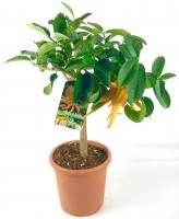 Цитрус Рука Будды (Цитрон пальчатый)