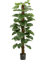 Монстера на опоре в кашпо 