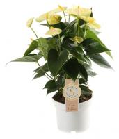 Антуриум Андре Ванилла