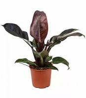 Филодендрон Империал Ред