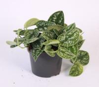 Сциндапсус Пиктус микс