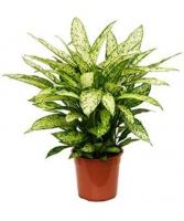 Диффенбахия Везувий