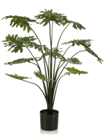 Филодендрон в кашпо 