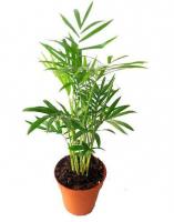 Хамедорея Элеганс