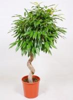 Фикус биннедика Амстел Кинг спираль