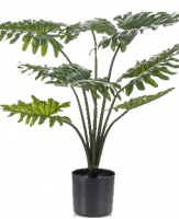 Филодендрон в кашпо 