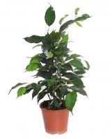 Фикус Бенджамина Даниэль