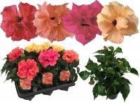 Гибискус махровый микс