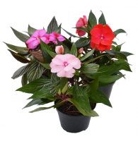 Бальзамин микс (Импатиенс, недотрога)