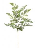 Папоротник ветка