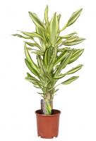 Драцена фрагранс Елоу Кост (2 ствола)