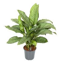 Аглаонема Фридмана