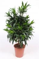 Драцена рефлекса бранч